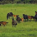 Nad Stawem * Lichtenstein Ostpreussen