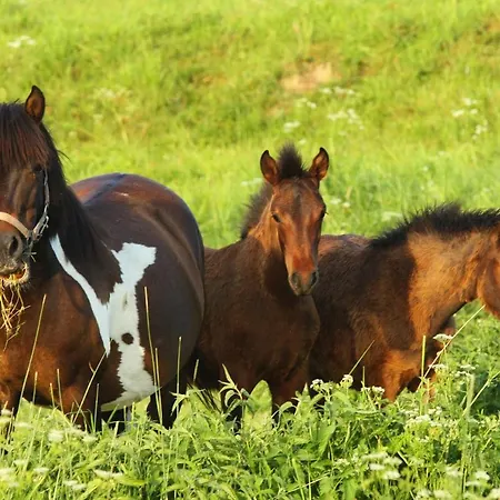 Farm stay Nad Stawem